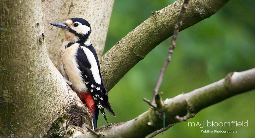 Greater Spotted Woodpecker Dendrocopos major