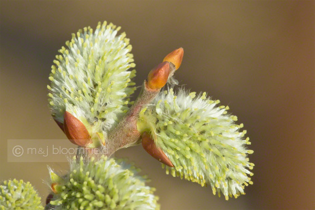 Goat Willow Salix caprea flowers