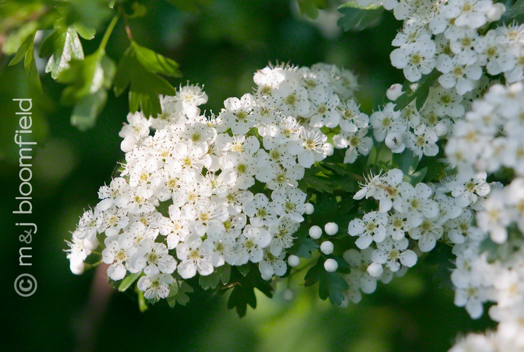 Hawthorn Crataegus monogyna flowers