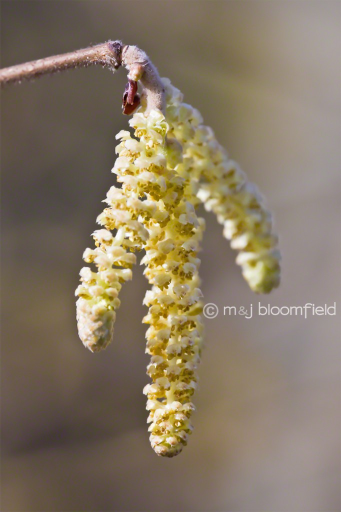 Hazel Corylus avellana catkins