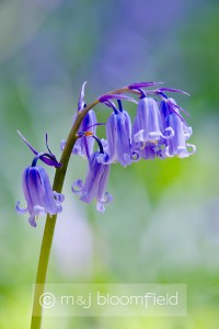 Bluebell Hyacinthoides non-scripta