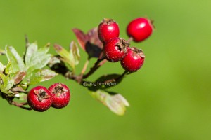 Hawthorn Crataegus monogyna seeds or Haws