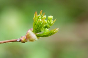 Hawthorn Crataegus monogyna buds