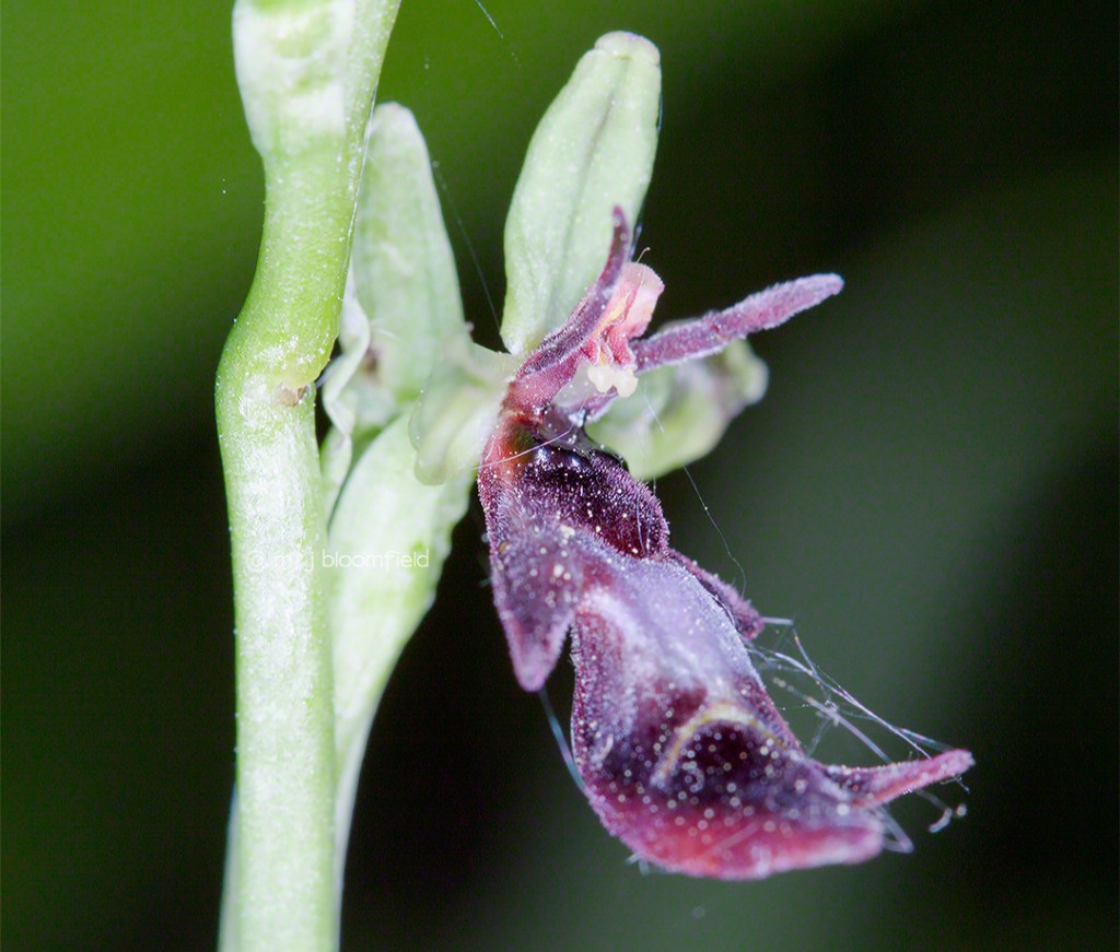 Fly Orchid flower