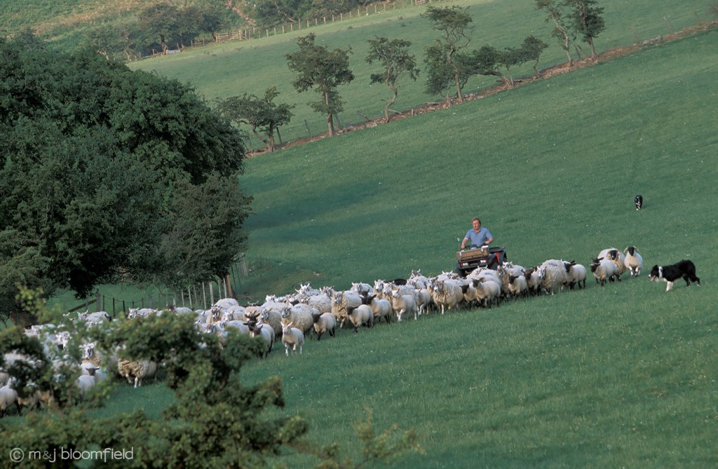 Shepherd and dogs gathering sheep
