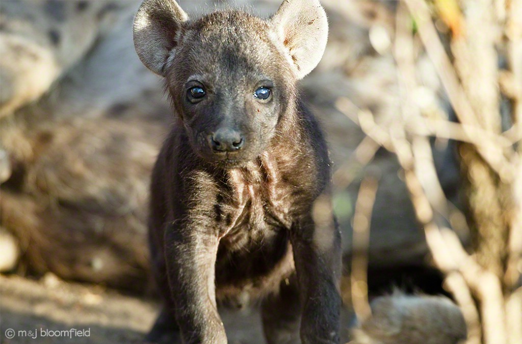 Spotted Hyena pup
