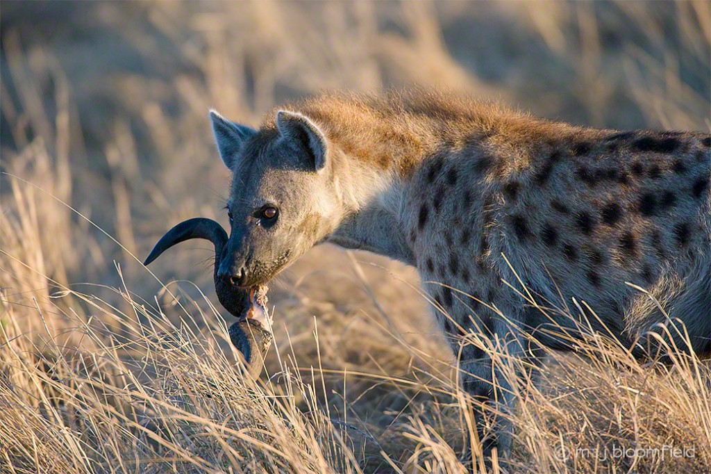 Adult Spotted Hyena