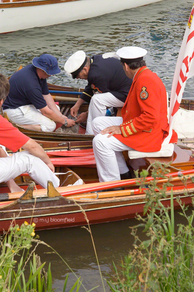 Swan upping on the Thames