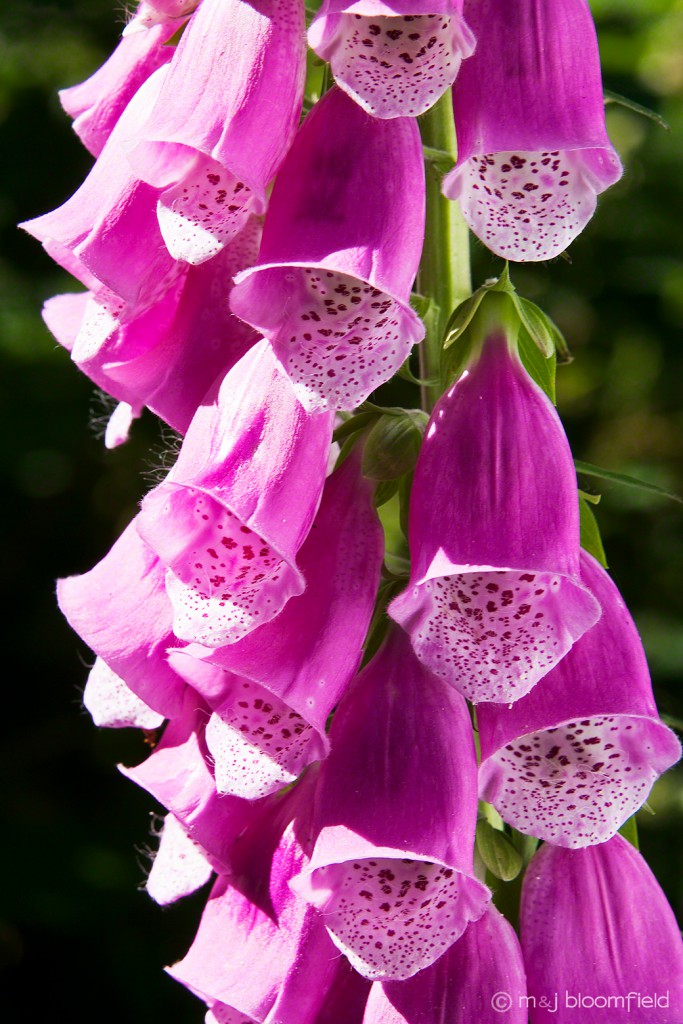 Foxglove Flower