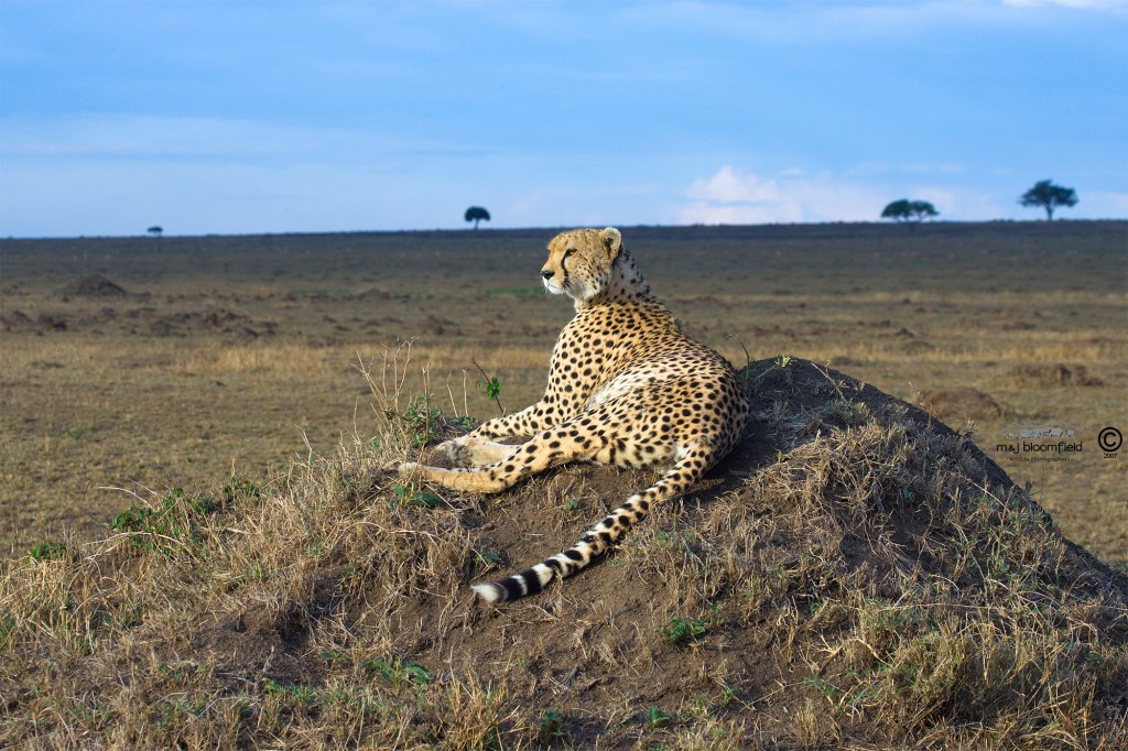 Cheetah laying on mound