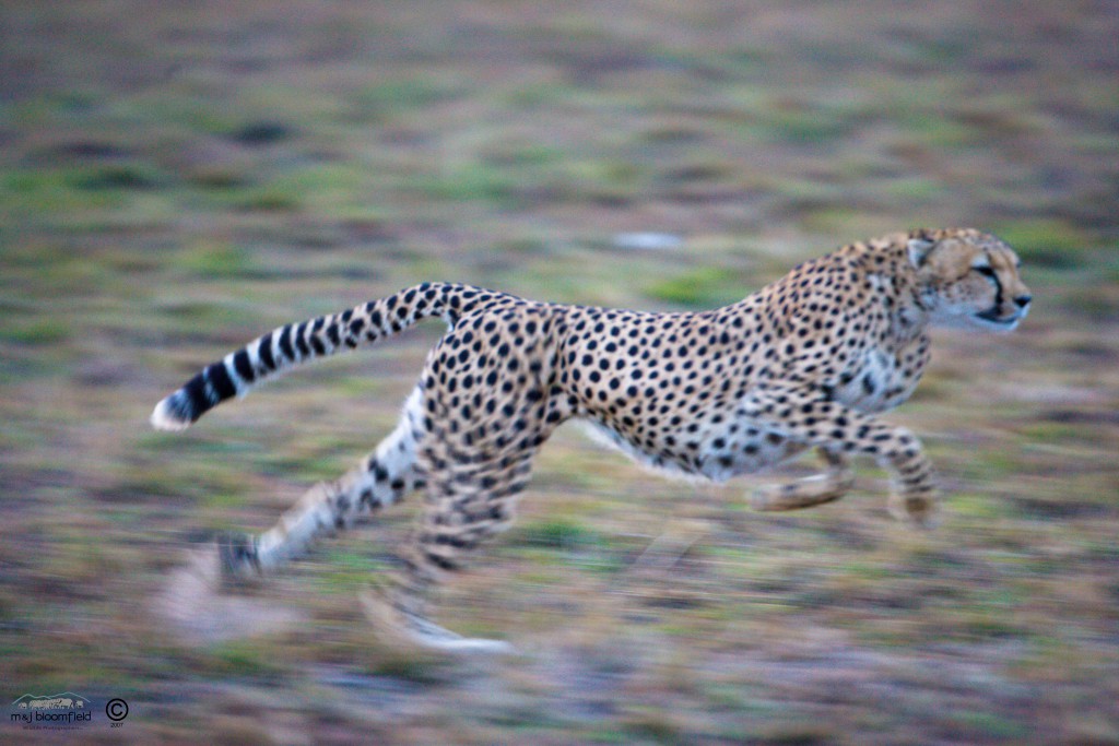 Cheetah running