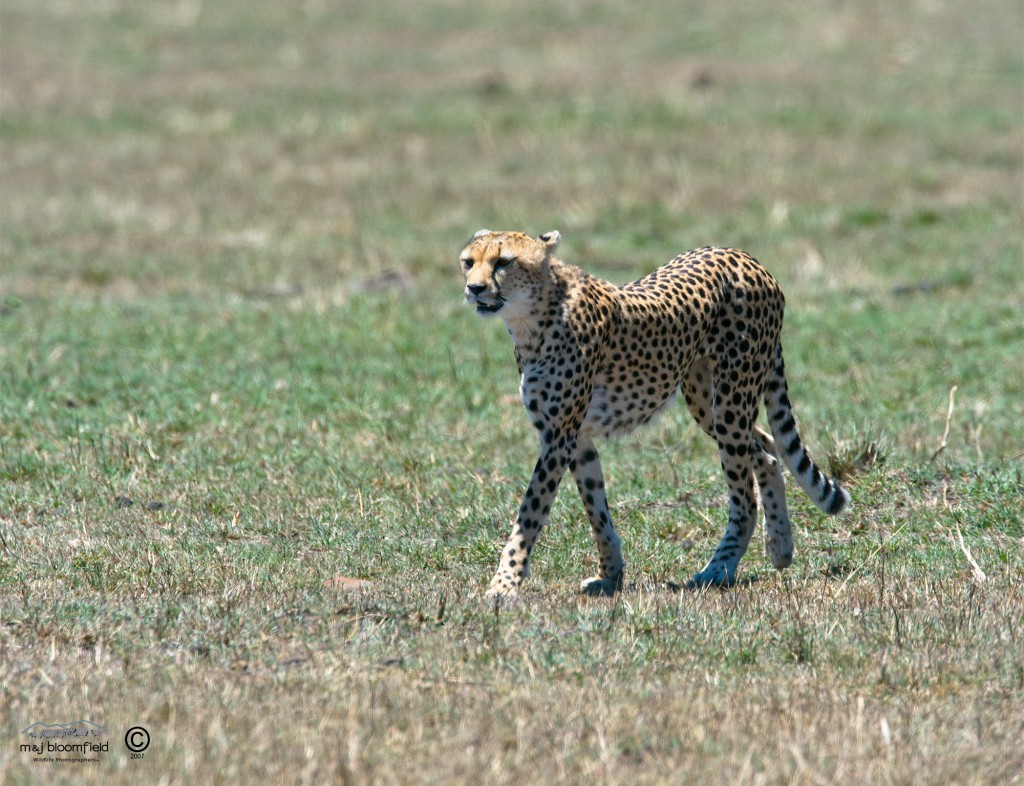 Cheetah walking