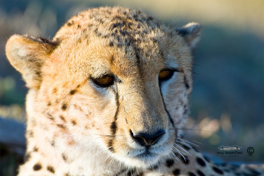 Cheetah face