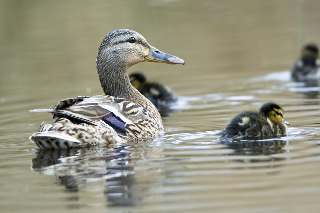 Female Mallard duck and ducklings