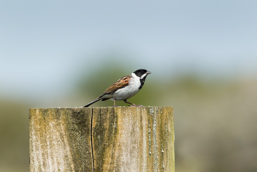 Reed bunting