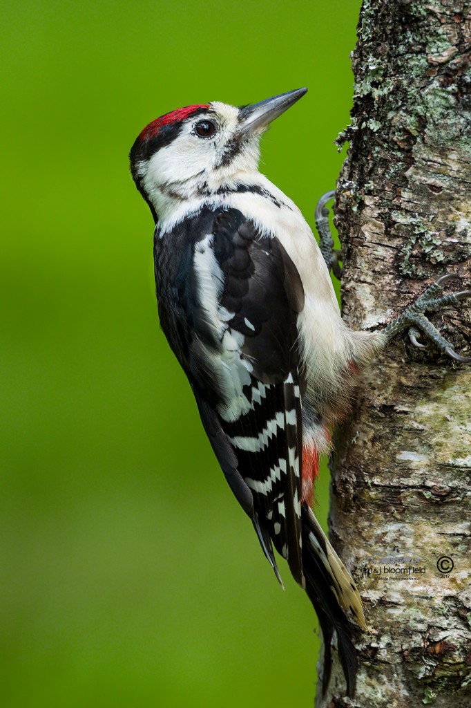 Great spotted woodpecker