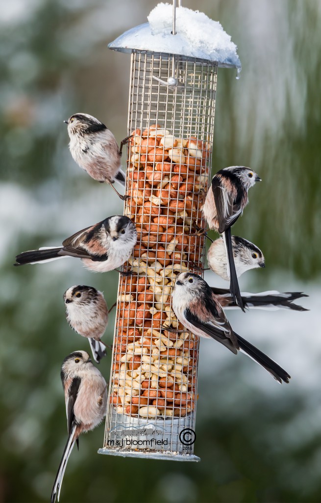 Group of Long-tailed Tits Aegithalos caudatus on feeder