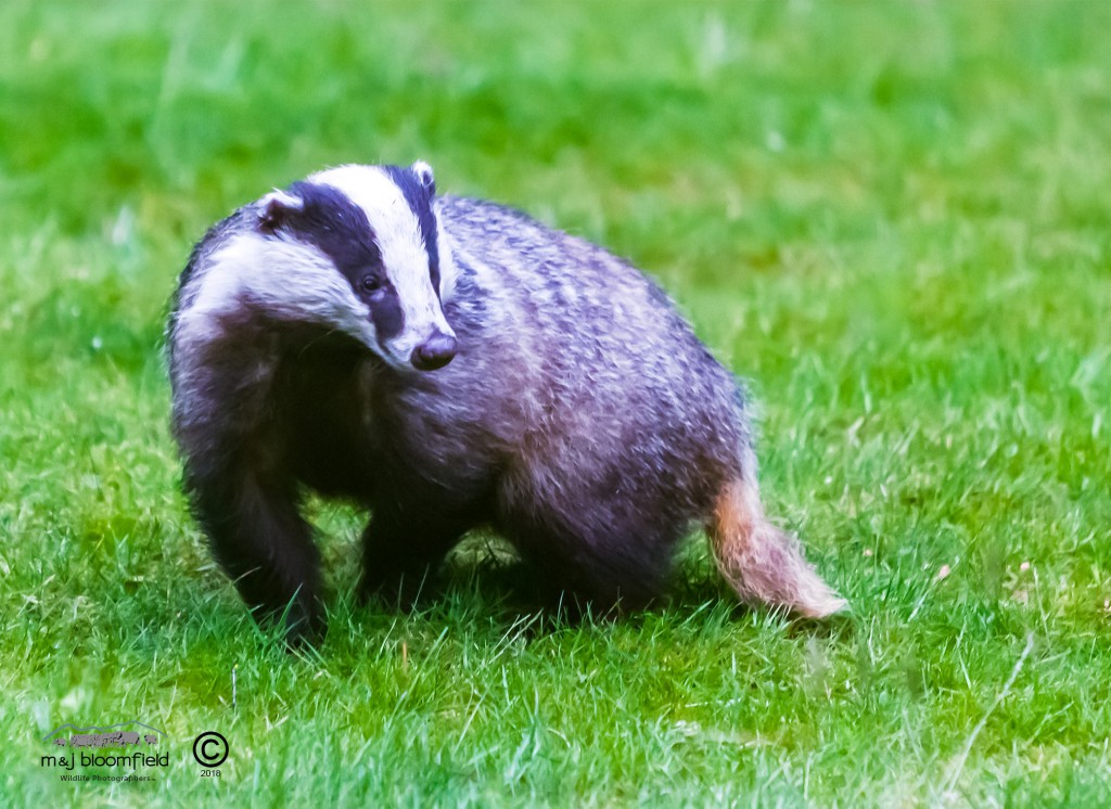 Badger in garden looking alert