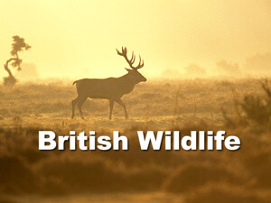 Britih wildlife talk title slide