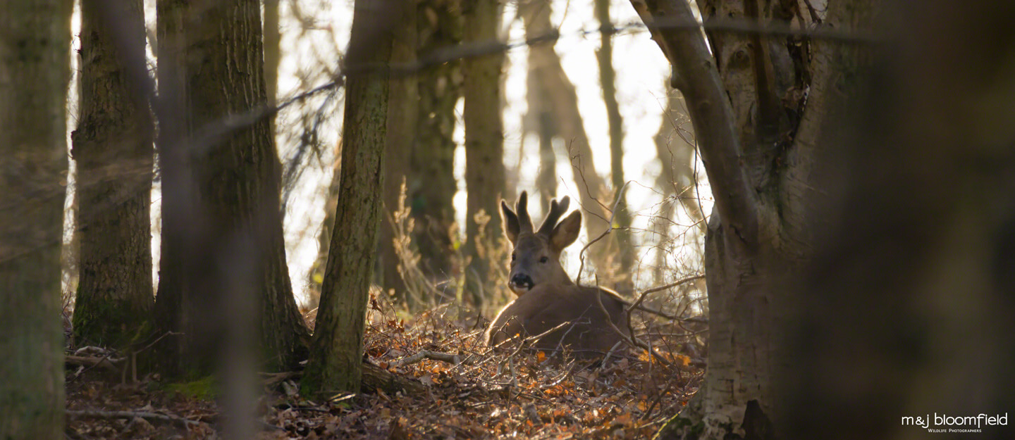 Male Roe Deer resting in a wood in West Berkshire taken by M and J Bloomfield wildlife photographers
