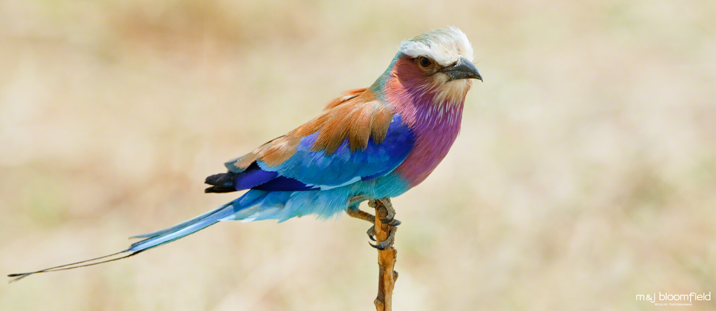 Picture of a Lilac breasted roller Masai Mara Kenya picture taken by Mark and Jacky Bloomfield wildlife photographers