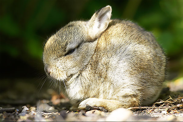 Picture of a baby rabbit just one of the prints on sale at our shop