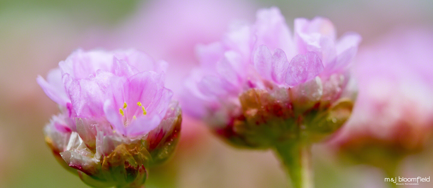Close up of Pink Sea Thrift flowers Shetland Scotland taken by Mark and Jacky Bloomfield nature photographers