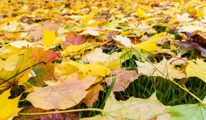 Autumn leaves on ground