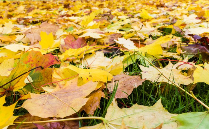 Autumn leaves on ground