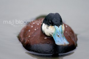 Ruddy Duck