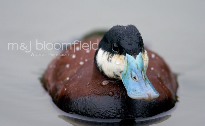 Ruddy Duck