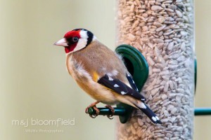 Goldfinch Carduelis carduelis on feeder