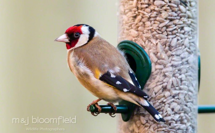 Goldfinch Carduelis carduelis on feeder