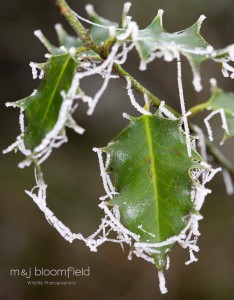 Holly with Rhime frost