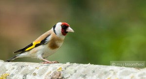 Goldfinch (European) Carduelis carduelis