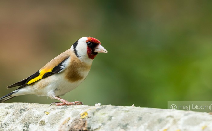 Goldfinch (European) Carduelis carduelis
