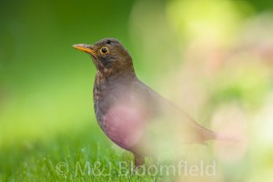 Female Blackbird Tardus merula