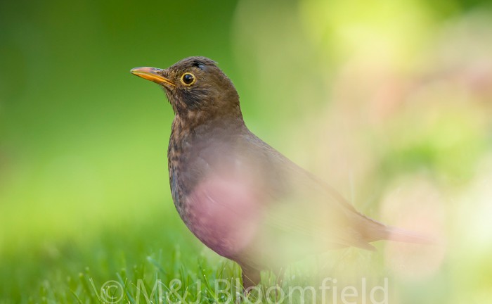 Female Blackbird Tardus merula