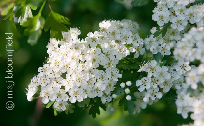 Hawthorn Crataegus monogyna flowers