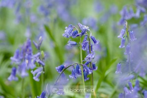 Bluebell Hyacinthoides non-scripta