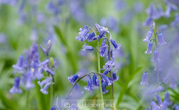 Bluebell Hyacinthoides non-scripta