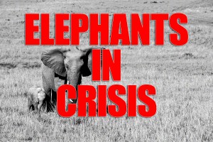 Elephants In Crisis