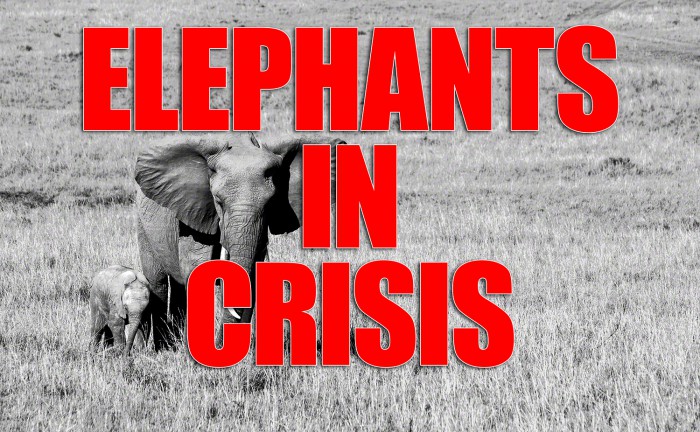 Elephants In Crisis