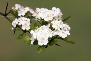 Hawthorn flowers