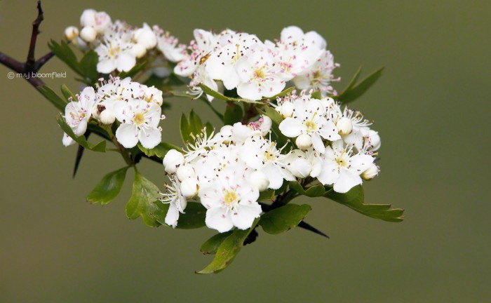 Hawthorn flowers