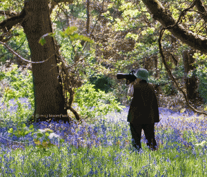 Photographer in Bluebell Wood