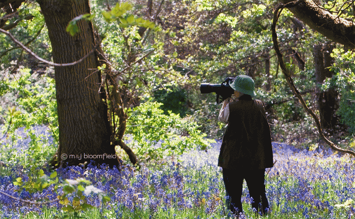 Photographer in Bluebell Wood