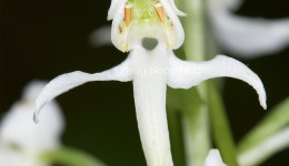 Lesser Butterfly-orchid