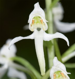 Lesser Butterfly-orchid