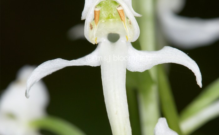 Lesser Butterfly-orchid